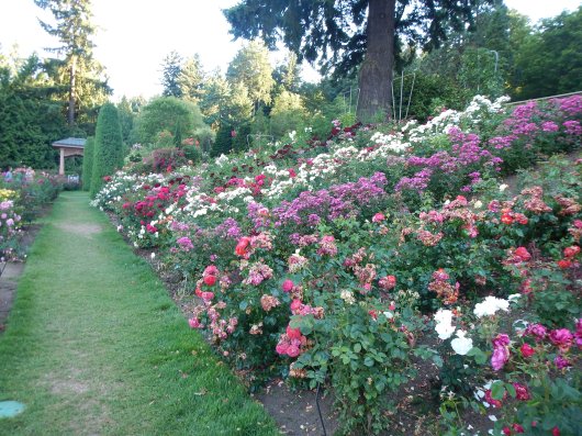 Intl Rose Test Gardens